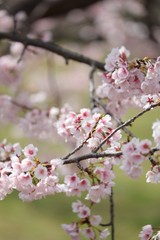 桜　サクラ　さくら