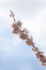桜　サクラ　さくら