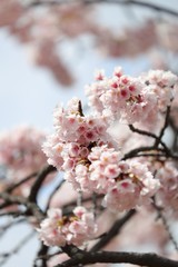桜　サクラ　さくら