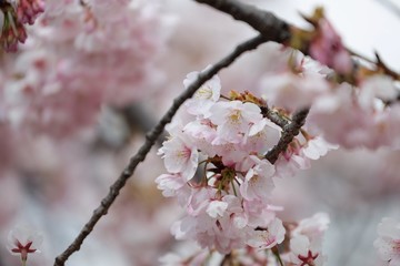 桜　サクラ　さくら