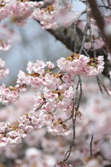 桜　サクラ　さくら