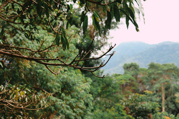 trees and sky