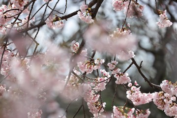 桜　サクラ　さくら