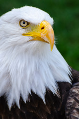 Diva Bald Eagle