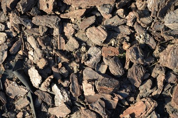pine bark as mulch on a sunny day