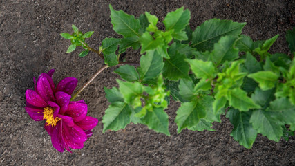 Beautiful purple flower in garden