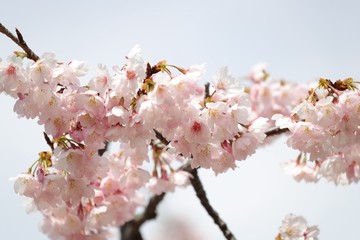 桜　サクラ　さくら