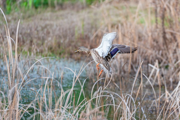 A common duck landing in a cold pond