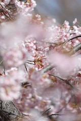 桜　サクラ　さくら
