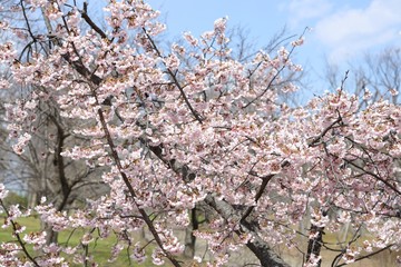 桜　サクラ　さくら