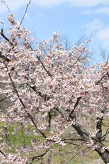 桜　サクラ　さくら