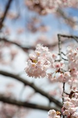 桜　サクラ　さくら