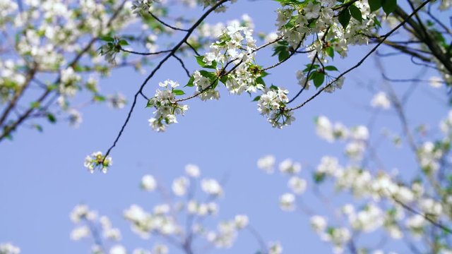 Close up of beautiful blooming cheery flower against blue sky swing in the wind 4k footage of nature spring season background