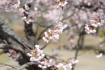 桜　サクラ　さくら