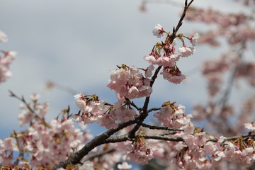 桜　サクラ　さくら