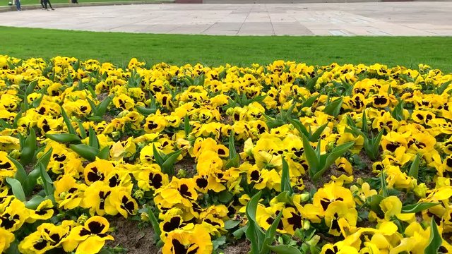Mannheim, Baden-Wurttemberg/ Germany - March 17 2020: Transition from yellow flowers to the Mannheim Wasserturm