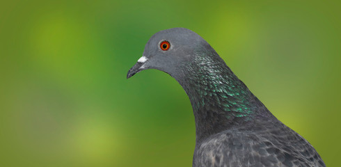 Grey domestic pigeon on a green blurred background,side view.