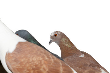 Group of pigeons