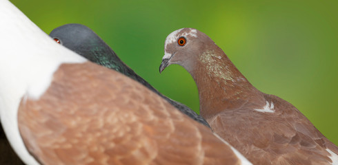 close up of group of pigeons