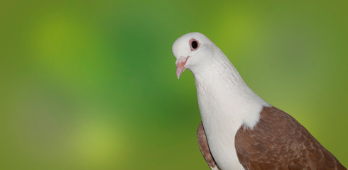 close up of beautiful white head brown pigeon