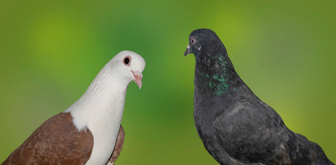 close up of grey and beautiful white head brown pigeon