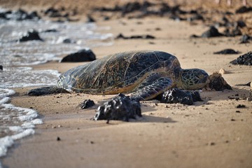 Sea turtle resting and sunbathing on beach