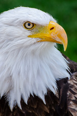 Diva Bald Eagle Profile