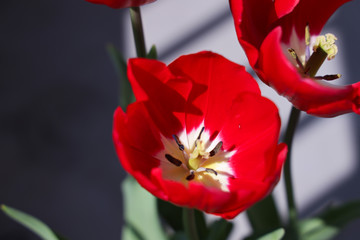 Fototapeta premium チューリップ