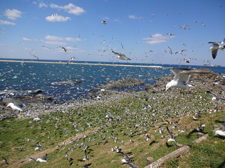 Ocean view with seagull in Japan