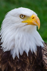 Peaceful Bald Eagle