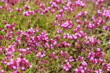 Obraz na płótnie Canvas Purple wild thyme flowers on a meadow