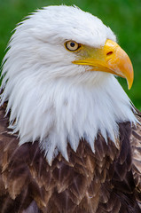 Bald Eagle Stares