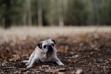 senior fawn pug in a park