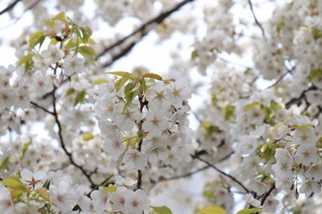 桜　サクラ　さくら