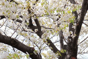 桜　サクラ　さくら