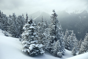 trees covered in snow in with mountains in the background