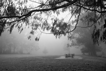 empty park on a foggy day