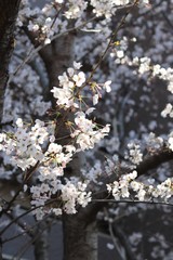 Fototapeta premium 桜 サクラ さくら