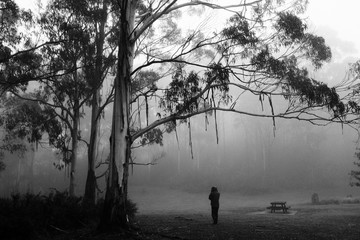 silhouette of a  person in a foggy park - black and white