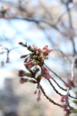 桜　サクラ　さくら