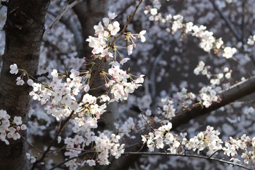 桜　サクラ　さくら