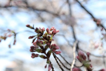桜　サクラ　さくら
