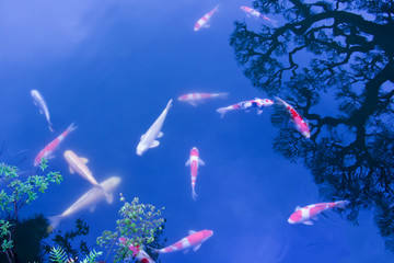 Fototapeta na wymiar 青い池を優雅に泳ぐ鮮やかな鯉