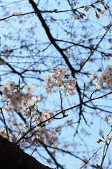 桜　サクラ　さくら