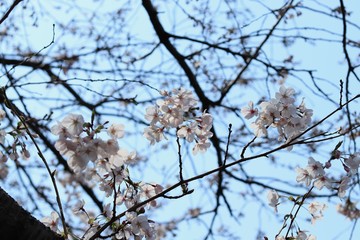 桜　サクラ　さくら