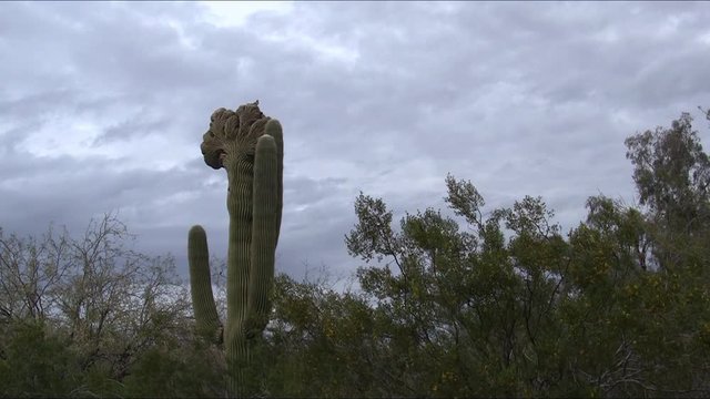 Rare crested saguaro cactus  (Carnegiea gigantea) and a curve- billed thrasher (Toxostoma curvirostre) at the Deseert Botanical Garden in Phoenix.