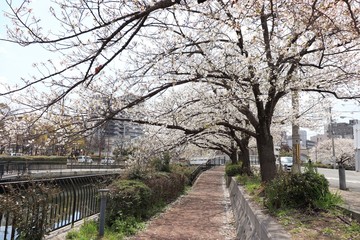 Fototapeta premium 桜 サクラ さくら