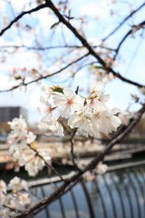 Obraz premium 桜 サクラ さくら