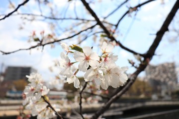 桜　サクラ　さくら