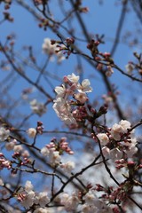 桜　サクラ　さくら